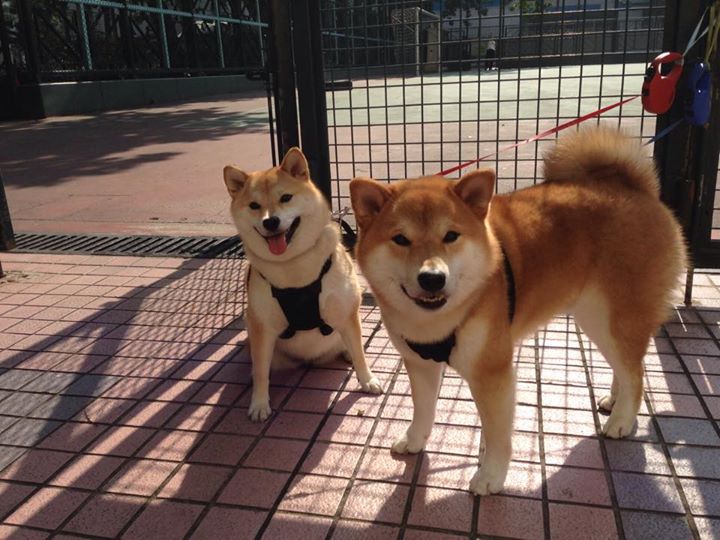 中国女篮重返亚洲巅峰 目标剑指奥运领奖台，中国女蓝晋级奥运会