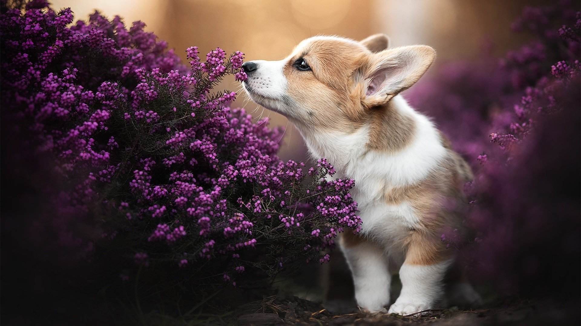 中国女篮重返亚洲巅峰 目标剑指奥运领奖台，中国女蓝晋级奥运会